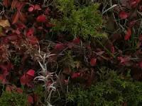 fall collage.webp