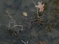 drowned from above.webp