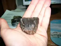 Tooth_side.webp