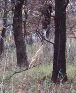 resize buckndoe.webp