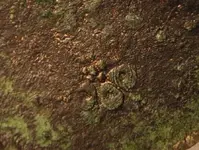 Cannon wheel.webp