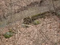 line of rocks & agate branch.webp