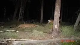 dead deer walking.webp