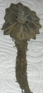 DSCN0771.webp