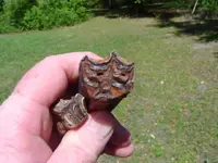 my fossils 004.webp