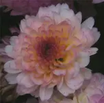 mum\'s the word #9..webp