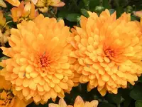 mum\'s the word #2..webp