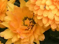 mum\'s the word #3..webp