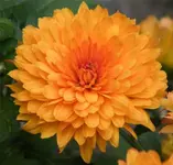 mum\'s the word #4..webp