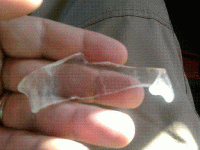 fish2.GIF