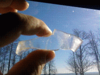 fish5.GIF