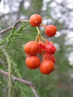 110809 133.webp