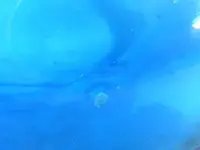 2009_0928blueonionbottle0062.webp