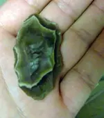 DSC00780.webp