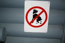 dog.webp