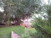 deerclose2.webp