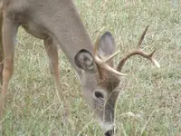 Buck.webp