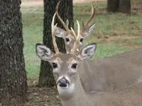 2 bucks.webp