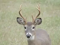 1 buck.webp