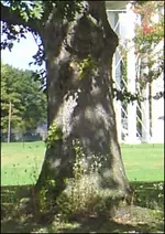 400 plus year old trunk.webp