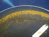 flakes.webp