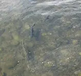 spawning.webp