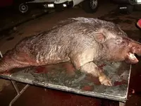 Thanksgiving Pig.webp