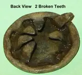 FindsOct92009MysteryButtonBack.webp