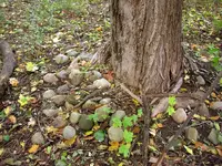 DSCN1658.webp