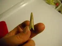 deer antler point.webp