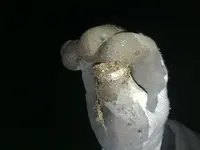 Ring 2 with ants 2.webp