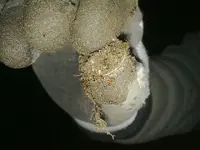 Ring 2 with ants 3.webp