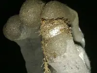 Ring 2 with ants 4.webp