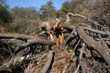 Tree.webp