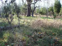 11-11-09zzzzz 012.webp