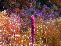 Abstract weeds.webp