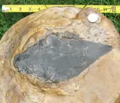 Concreation Fossil.webp