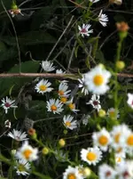 tangled beauty.webp
