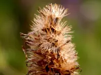weed in macro.webp