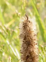 another macro weed.webp