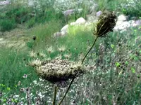 beauty in death.webp