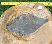Concreation Fossil.webp