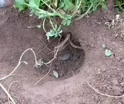 finds-nov-11-lc-digging.webp