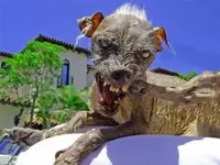 dog.webp