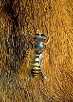 horsefly.webp