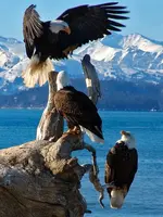 489.webp