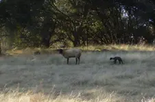 ewe with brand new lamb.webp