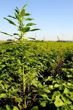 Pigweed_plots02_rdax_250x376.webp