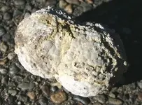 arizona thunder egg 1.webp arizona thunder egg 1.webp