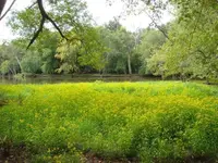 Scenic.webp